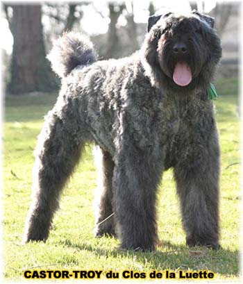 bouvier des flandres du clos de la luette - copyright déposé